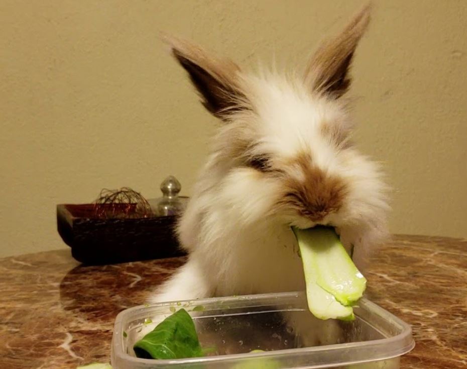can rabbits eat bok choy
