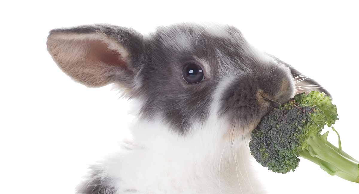 can rabbits eat broccoli leaves