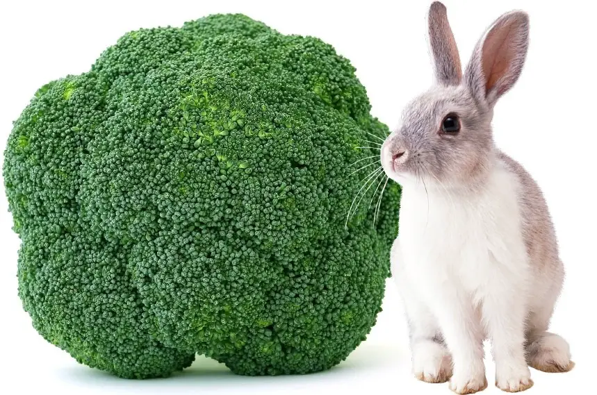 can rabbits eat broccoli leaves