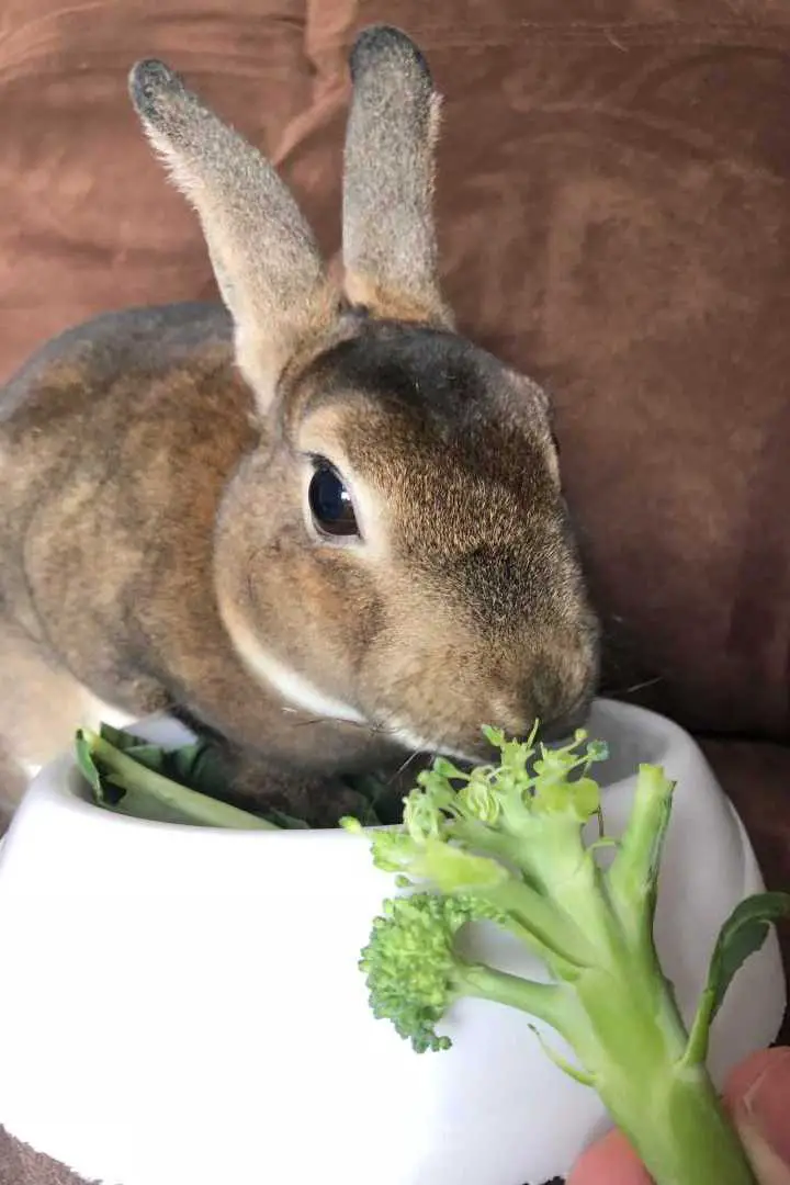 can rabbits eat broccoli stalks