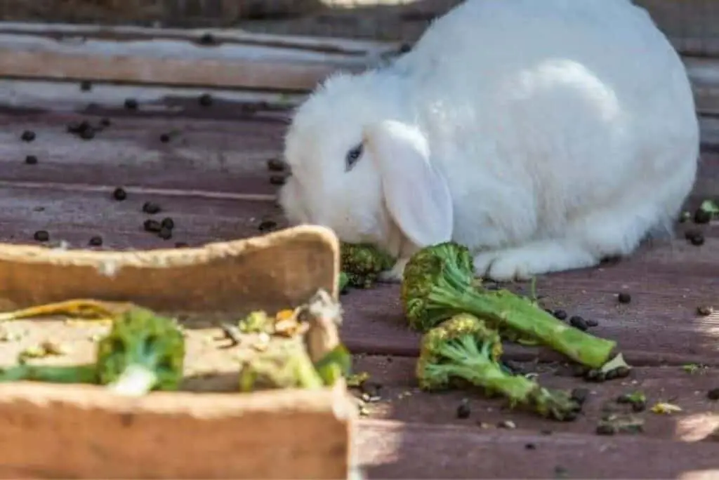 can rabbits eat broccoli stalks