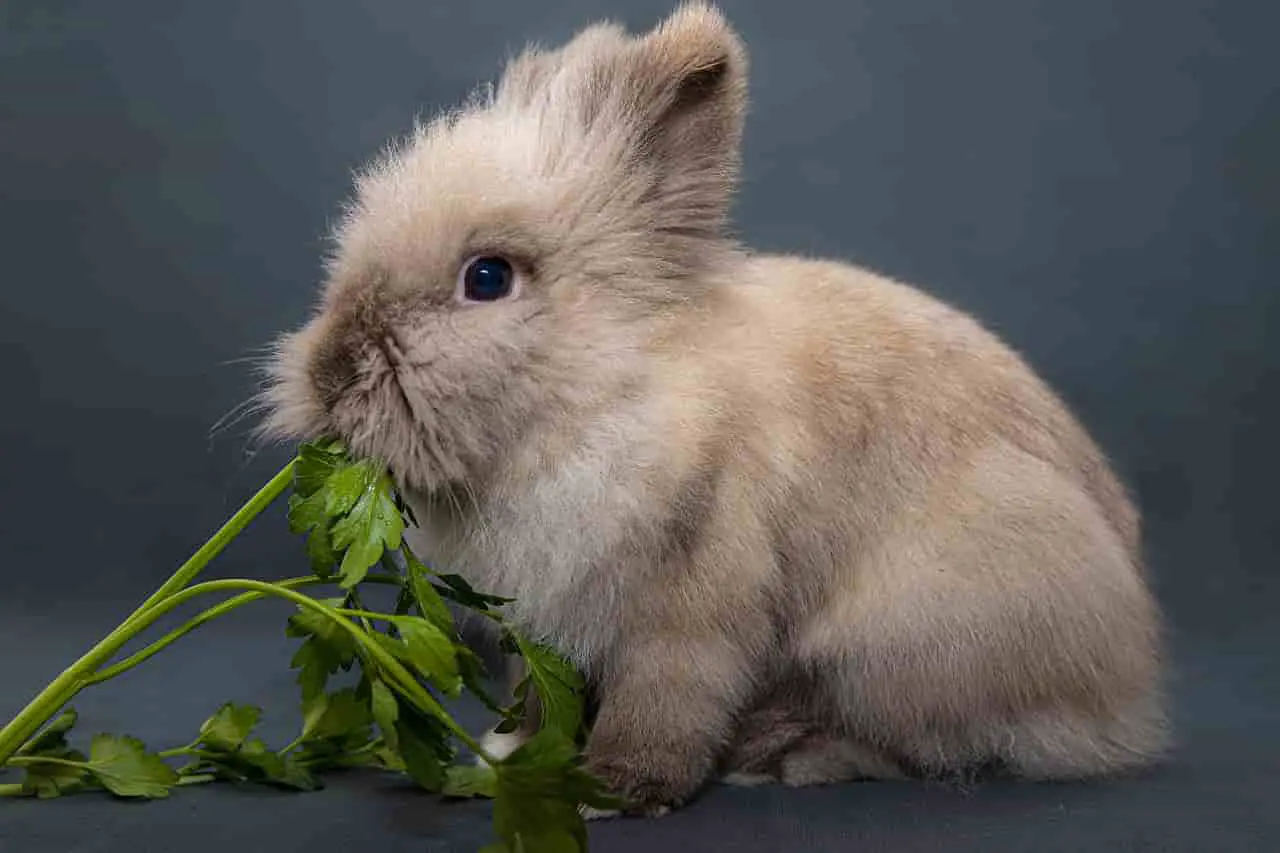 can rabbits eat brussels sprouts