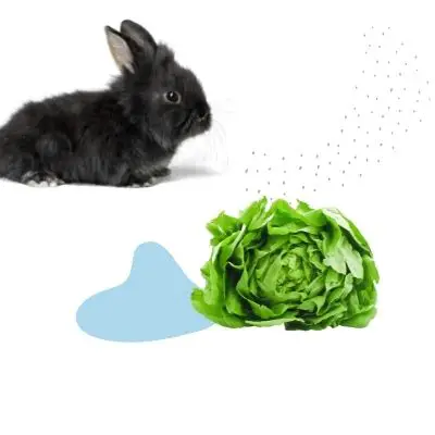 can rabbits eat butter lettuce