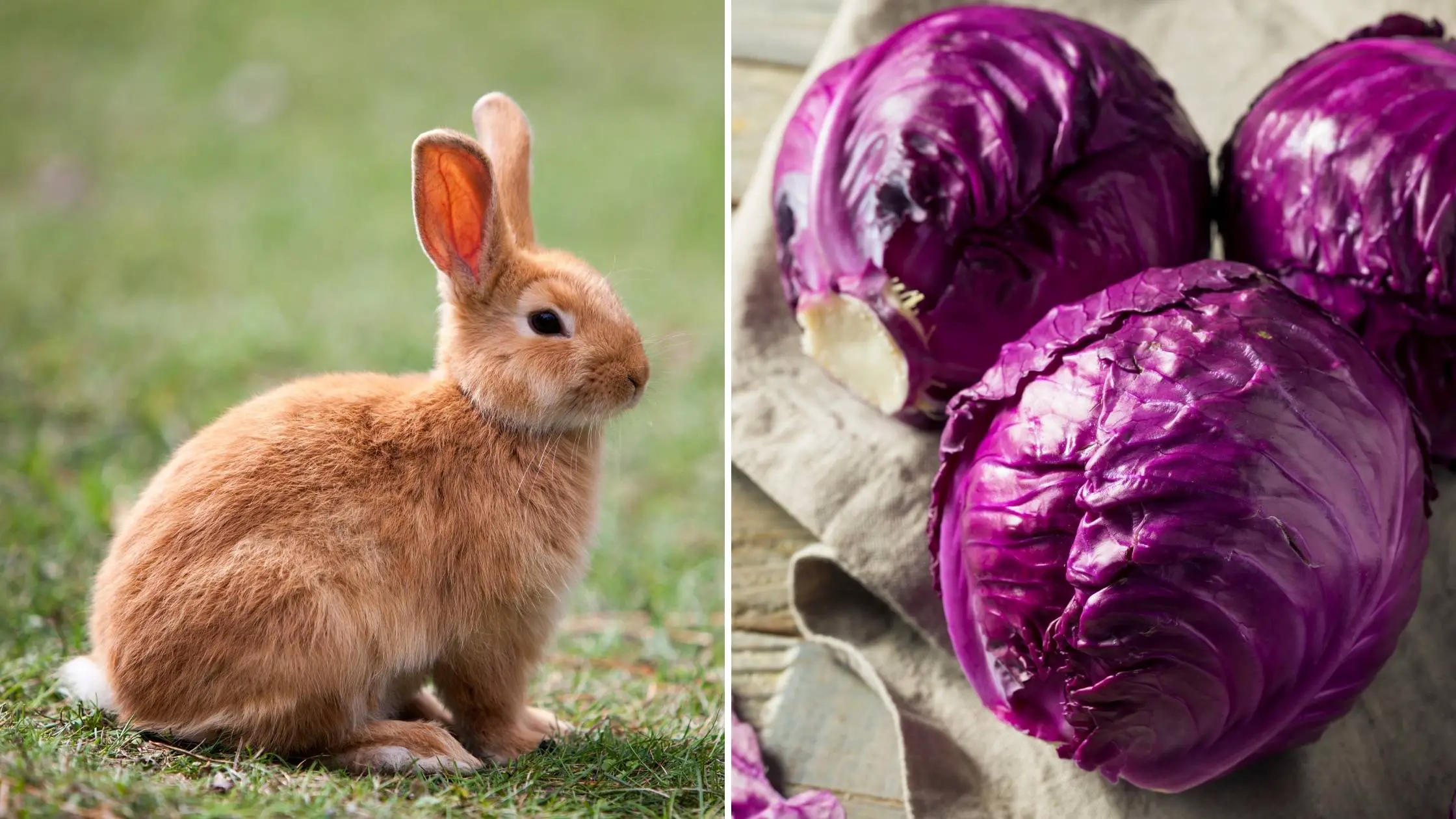 can rabbits eat cabbage