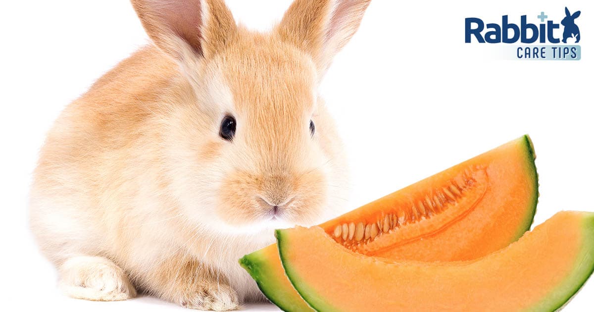can rabbits eat cantaloupe
