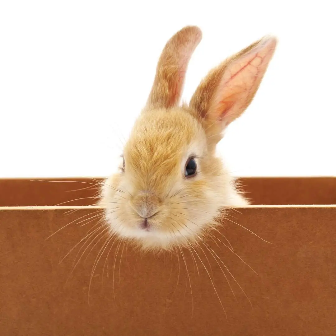 can rabbits eat cardboard