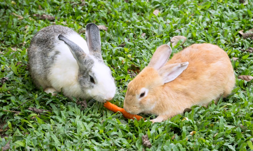 can rabbits eat carrot tops