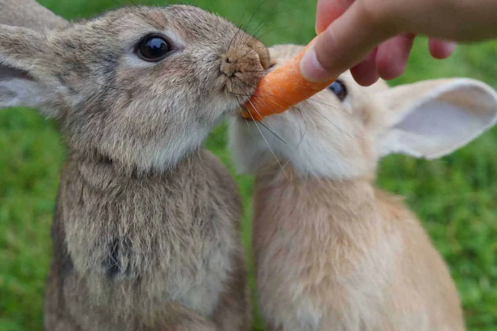 can rabbits eat carrot tops