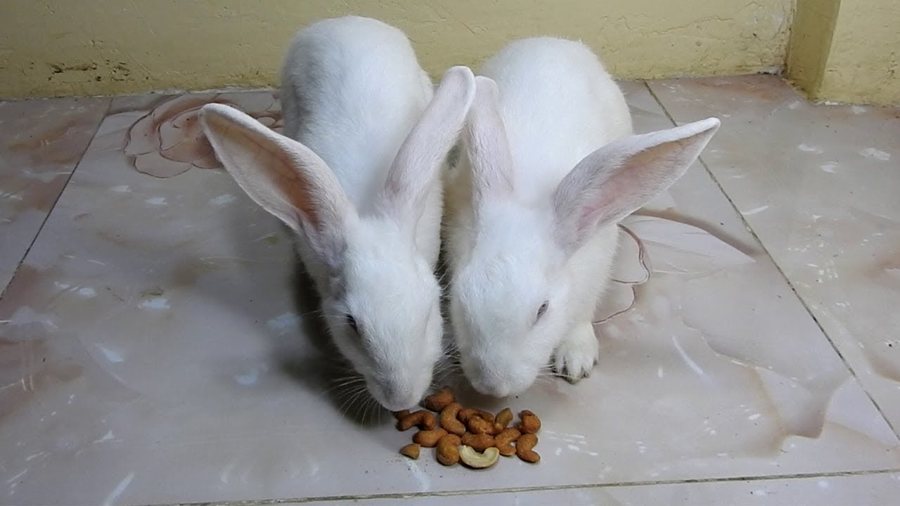 can rabbits eat cashews
