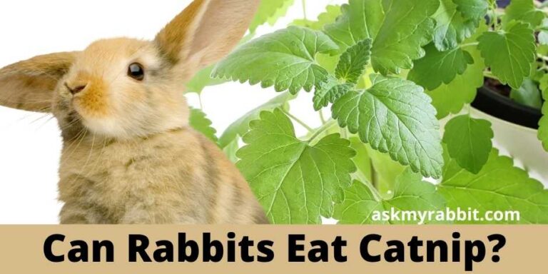 can rabbits eat catnip