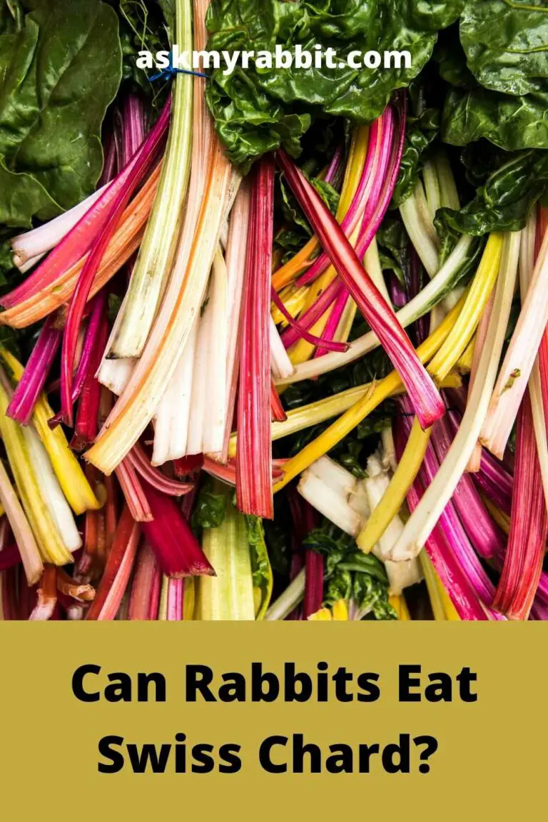 can rabbits eat chard
