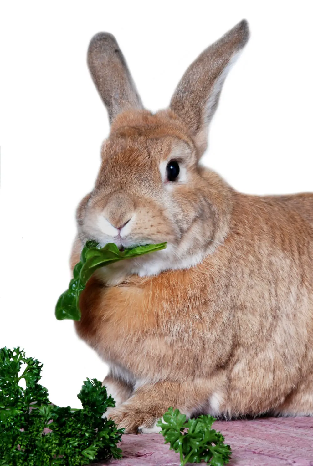 can rabbits eat cheerios