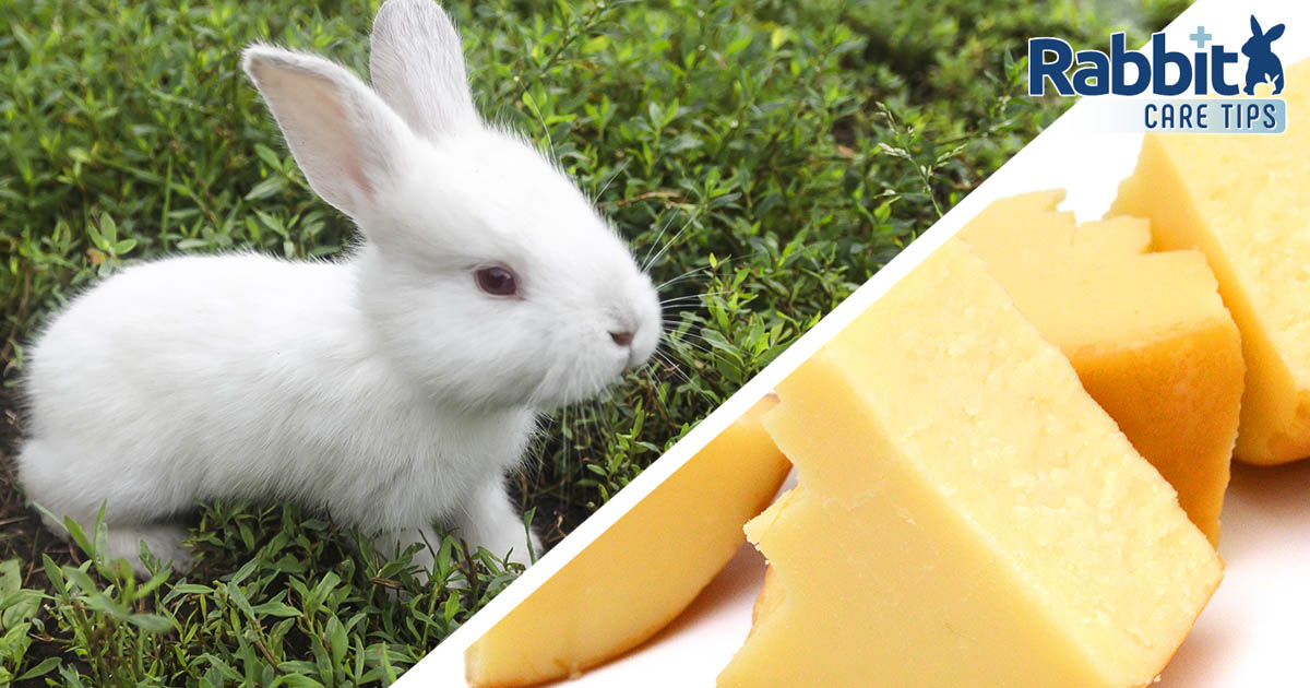 can rabbits eat cheese