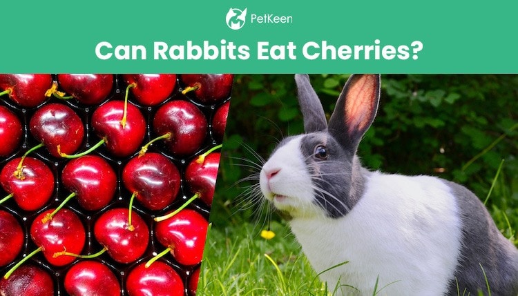 can rabbits eat cherries