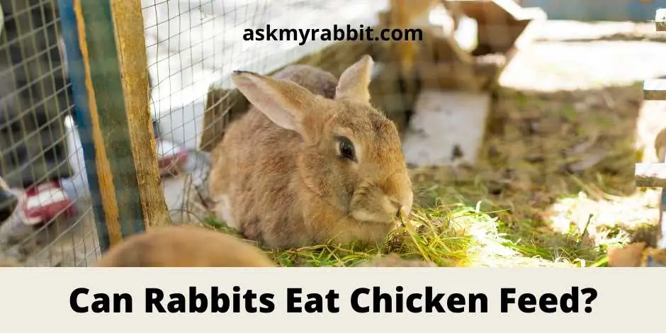 can rabbits eat chicken feed