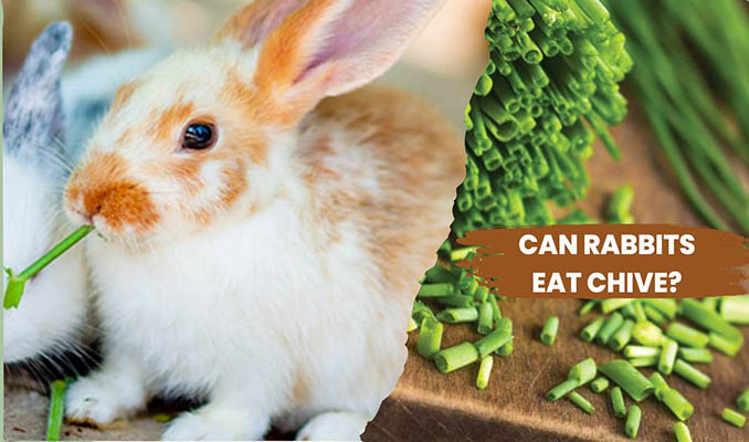 can rabbits eat chives