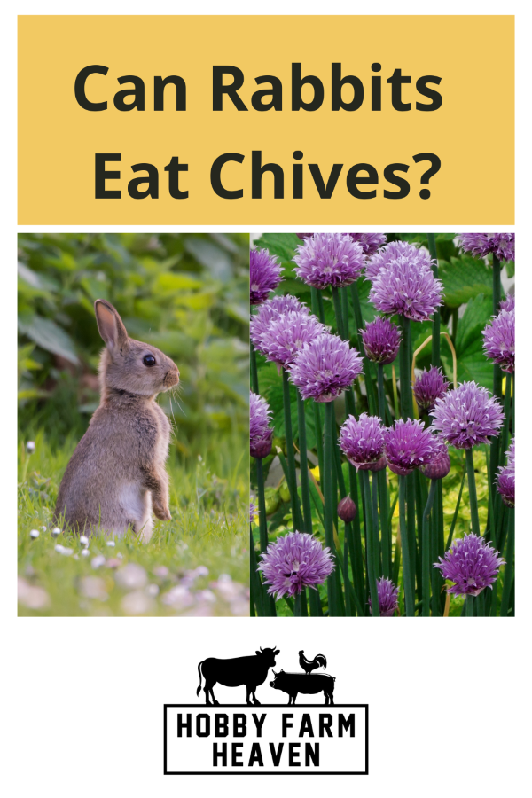 can rabbits eat chives