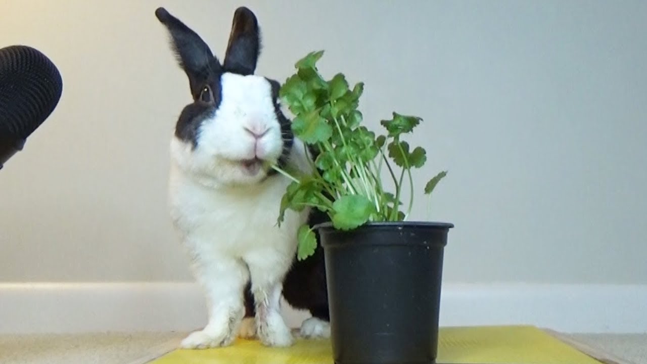can rabbits eat cilantro
