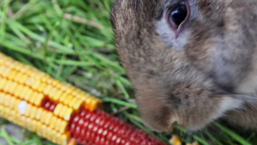 can rabbits eat corn on the cob
