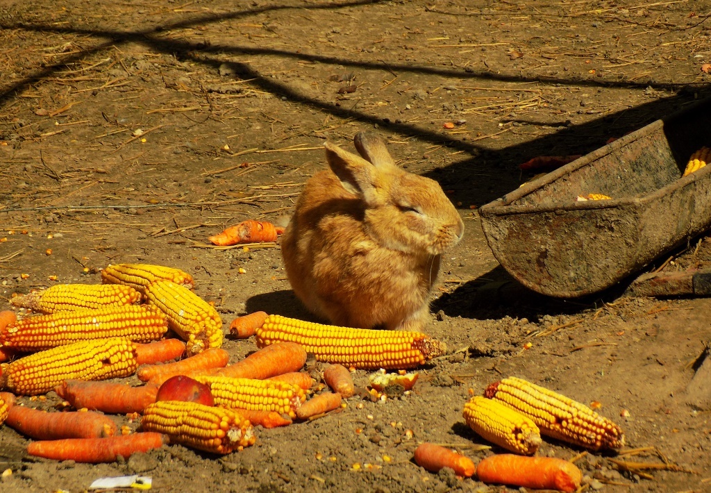 can rabbits eat corn