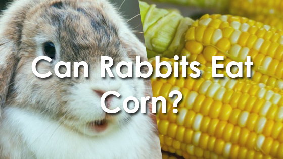can rabbits eat cracked corn