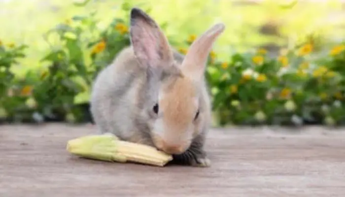 can rabbits eat cracked corn