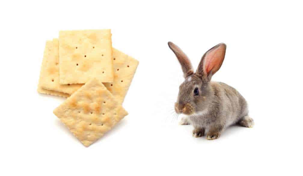 can rabbits eat crackers