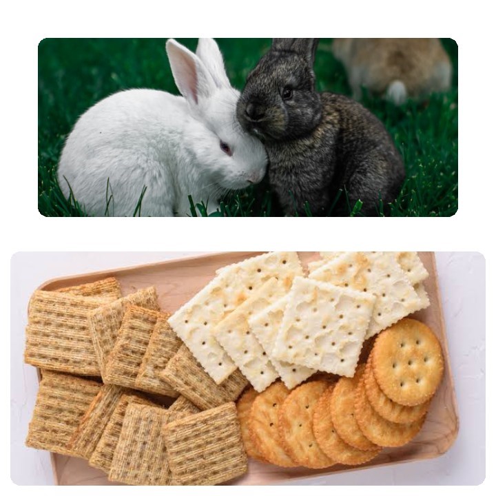 can rabbits eat crackers
