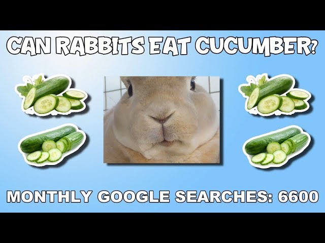 can rabbits eat cucumber skin