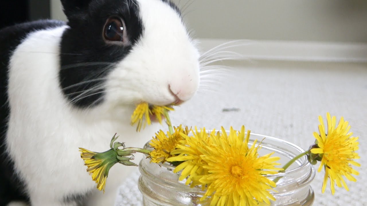 can rabbits eat dandelion flowers