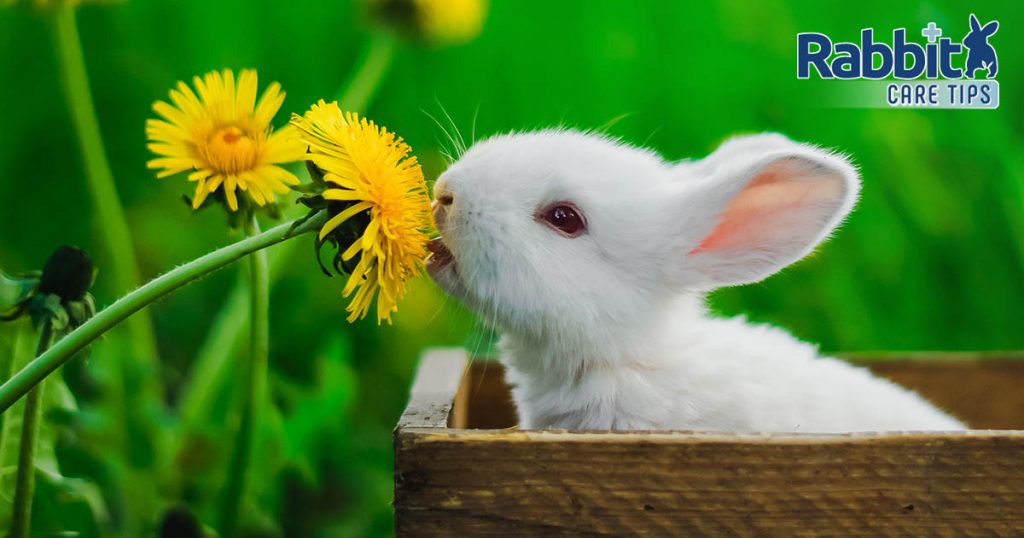 can rabbits eat dandelion flowers