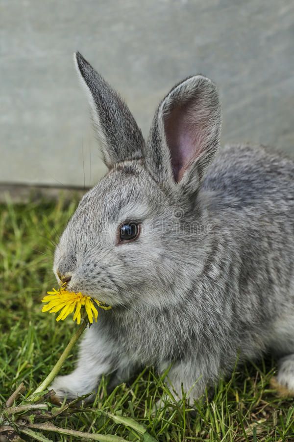 can rabbits eat dandelions