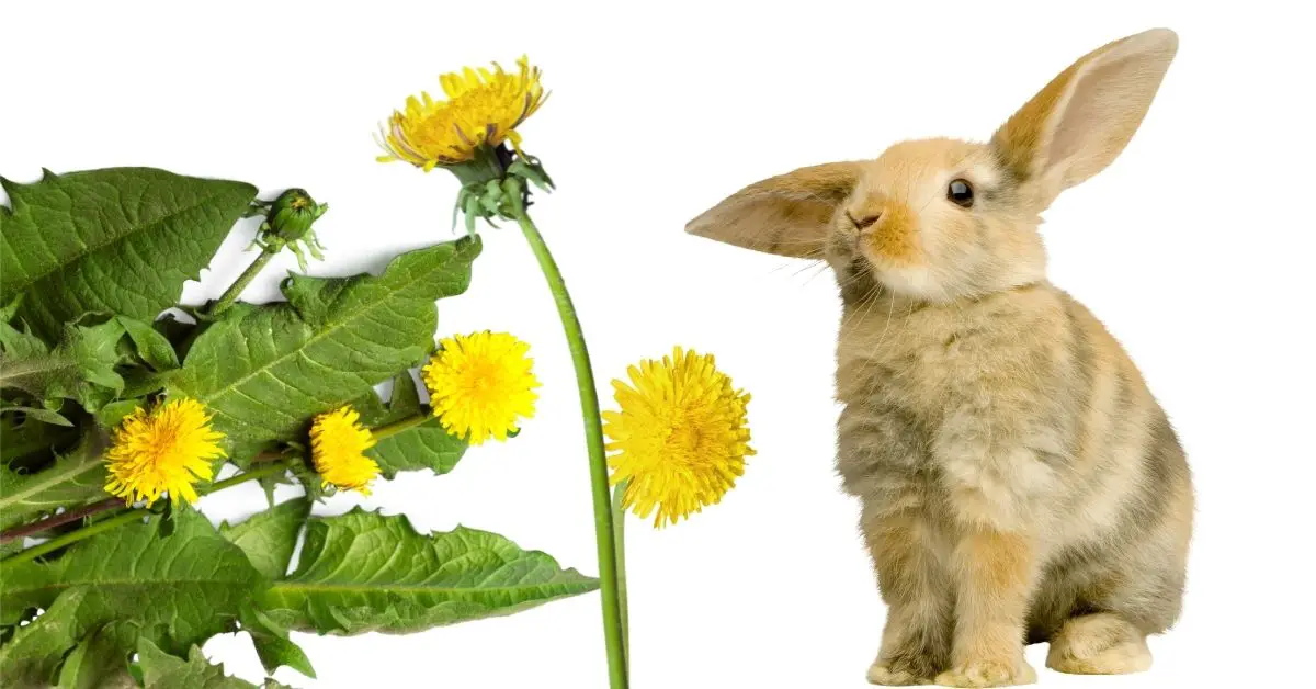 can rabbits eat dandelions