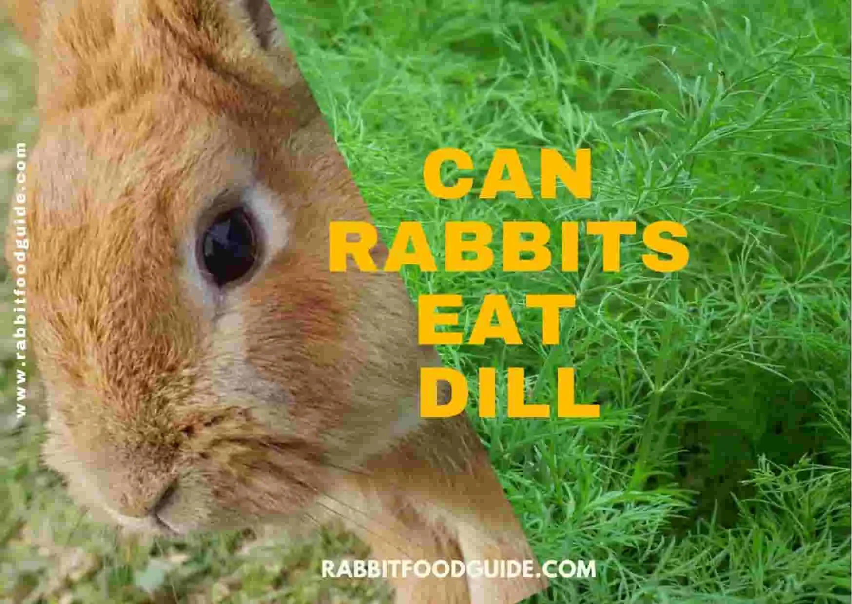 can rabbits eat dill