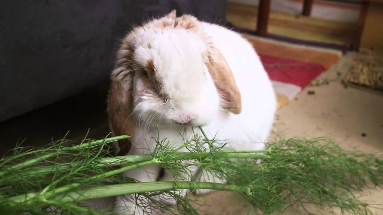 can rabbits eat fennel