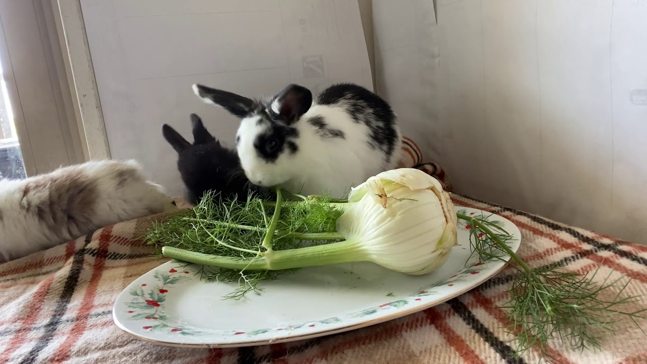 can rabbits eat fennel