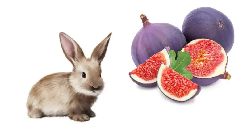 can rabbits eat figs