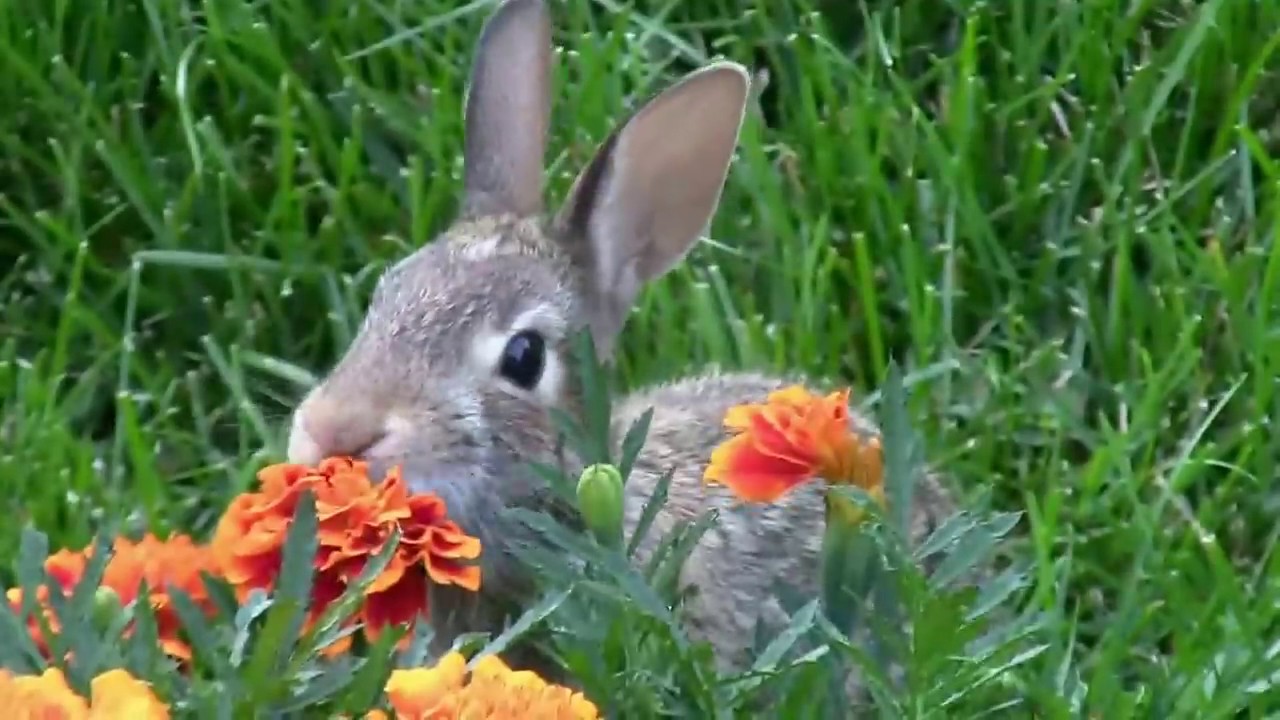 can rabbits eat flowers