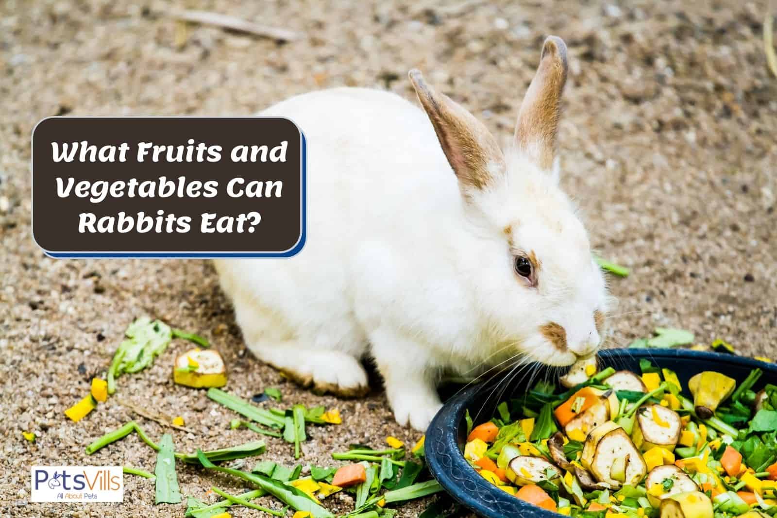 can rabbits eat fruit