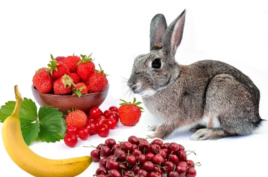can rabbits eat fruit