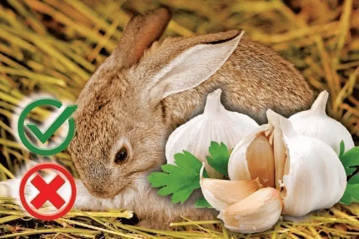 can rabbits eat garlic