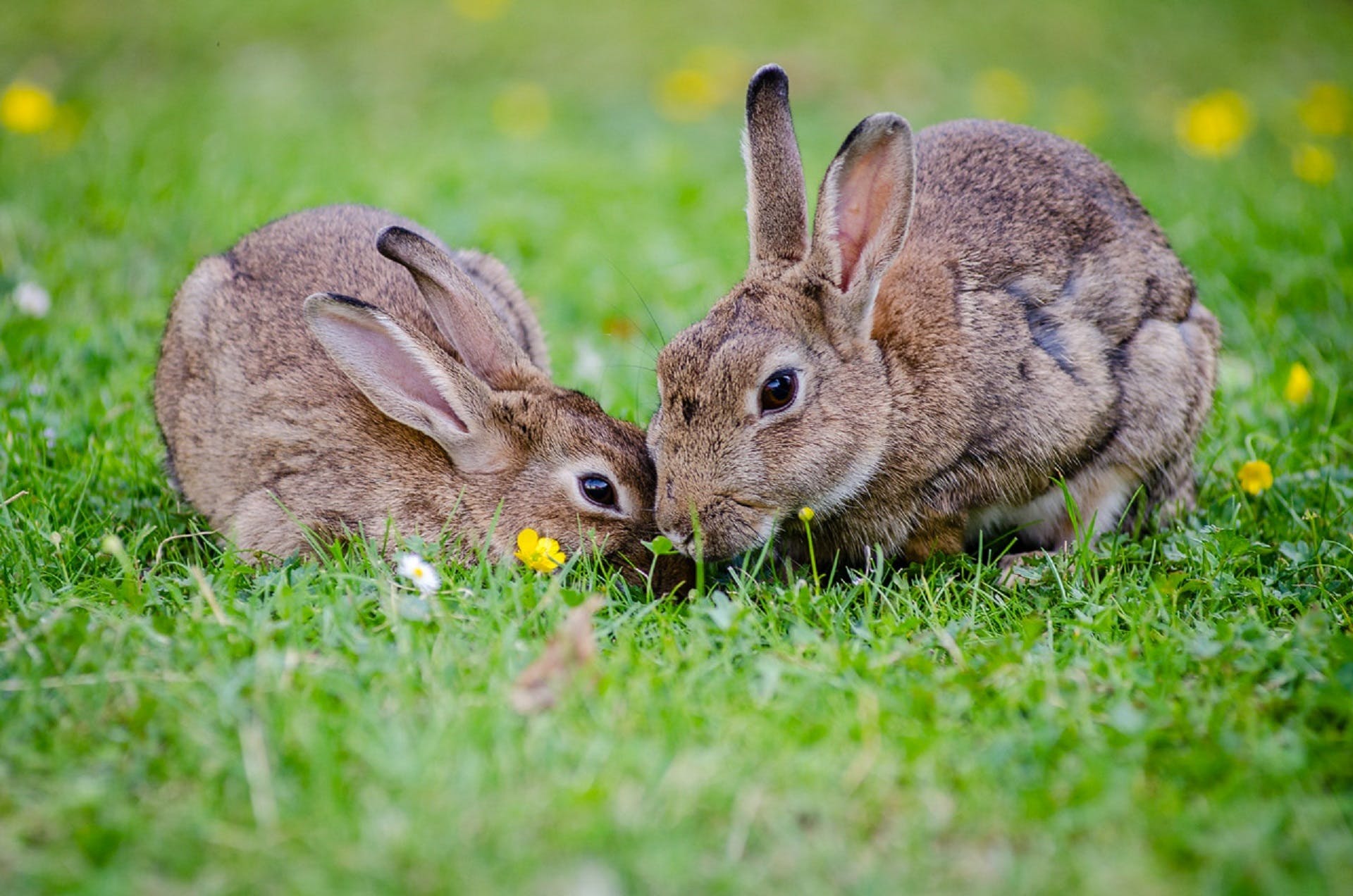can rabbits eat grass