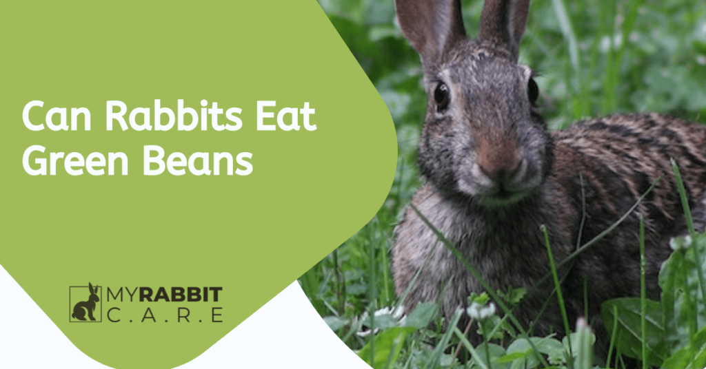 can rabbits eat green beans