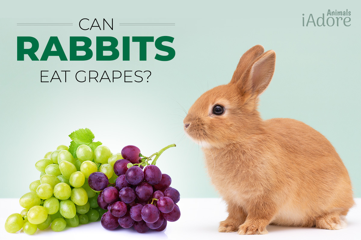 can rabbits eat green grapes