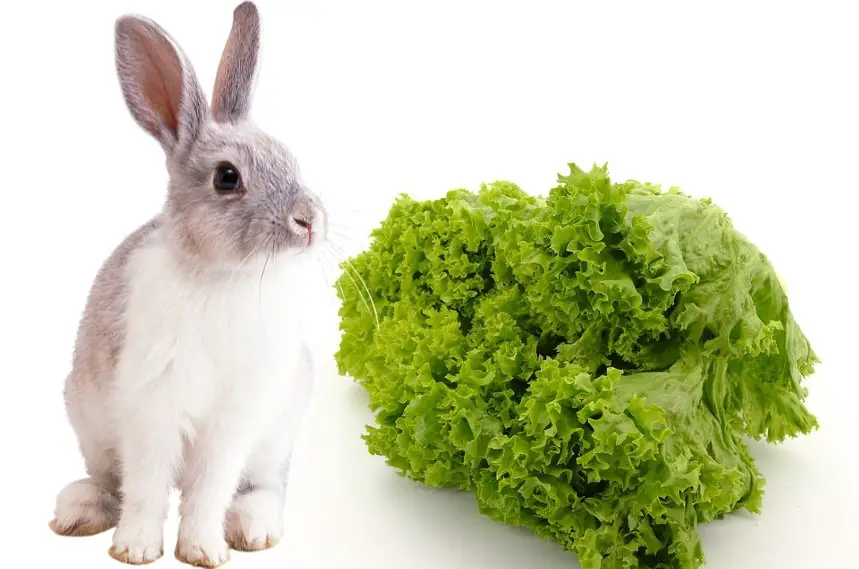 can rabbits eat green leaf lettuce