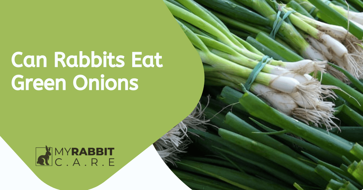 can rabbits eat green onions