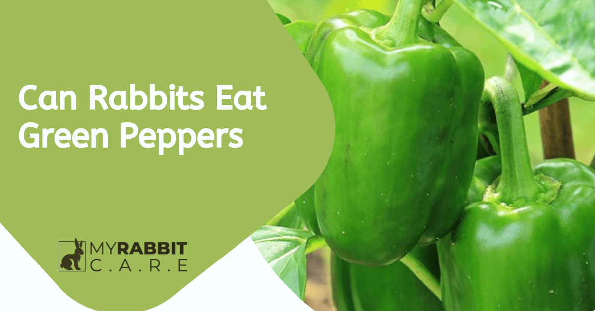 can rabbits eat green peppers