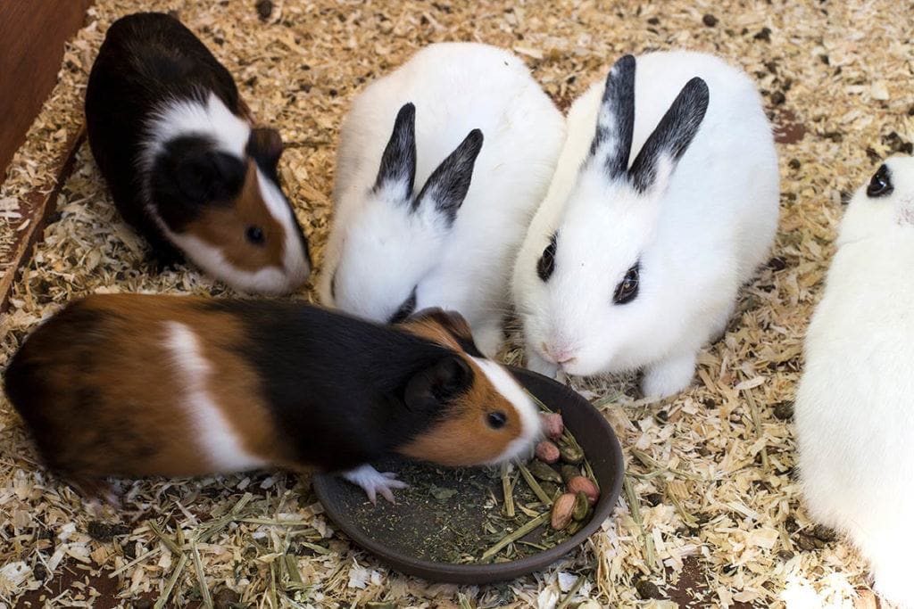 can rabbits eat guinea pig food