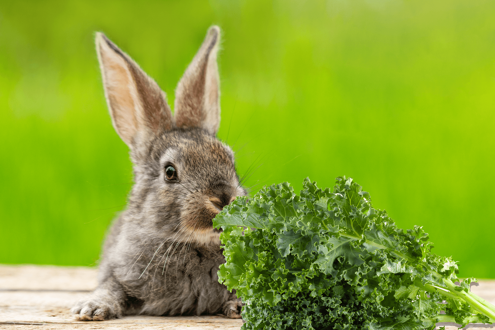 can rabbits eat kale