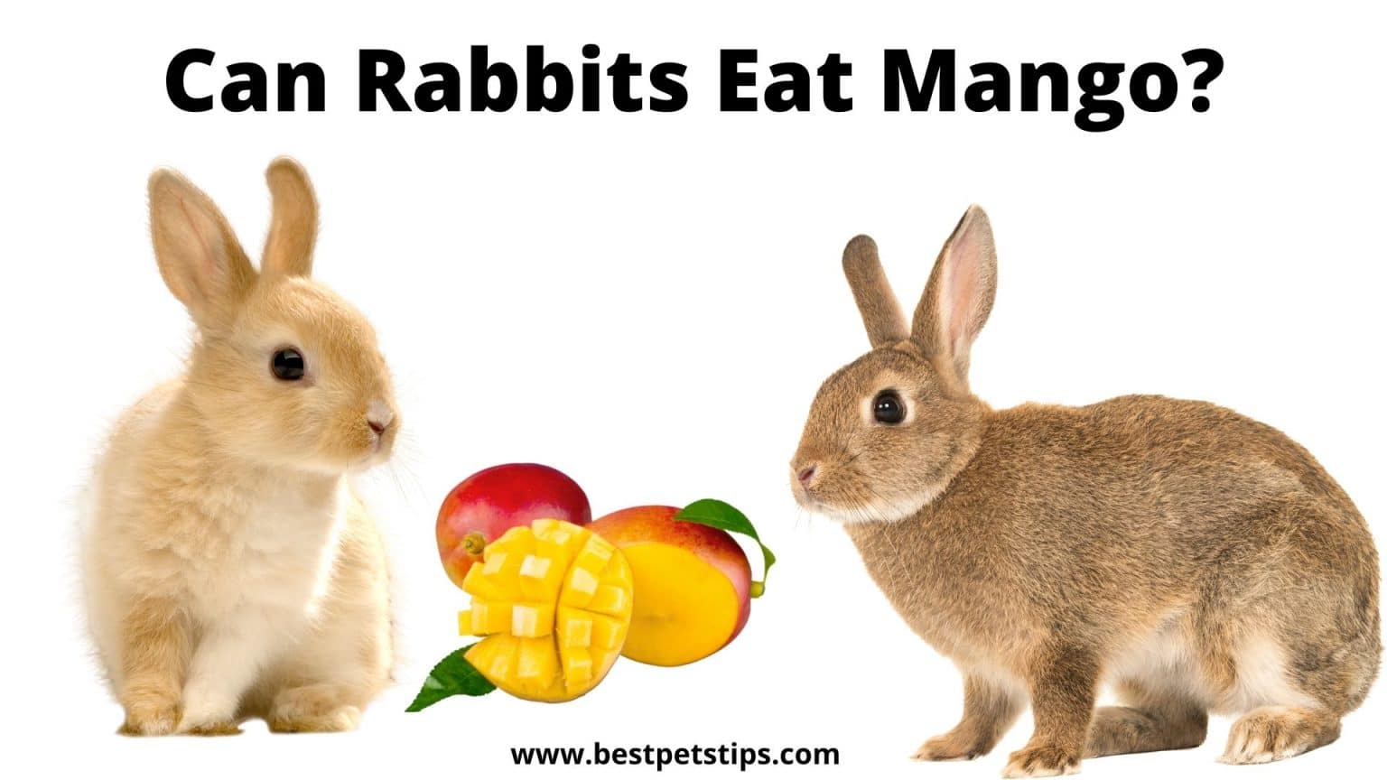 can rabbits eat mango